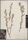 Foto von Salix aurita L. x Salix cinerea L.